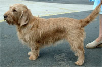 a well breed Basset Fauve De Bretagne dog